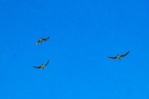 volador gaviotas aves con azul cielo antecedentes nubes en México. foto