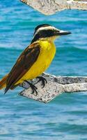 Great kiskadee sitting on metal railing at tropical Caribbean sea. photo