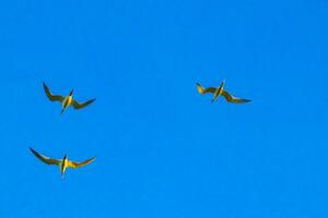 Flying seagulsl birds with blue sky background clouds in Mexico. photo