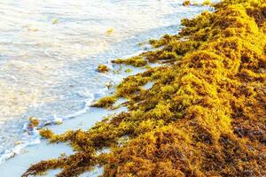 hermosa playa caribeña totalmente sucia sucio asqueroso problema de algas mexico. foto