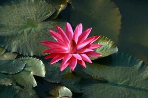 Red water lily photo