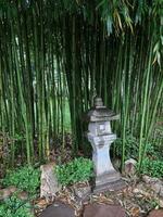 A stone Japanese lantern on a path near a thicket of bamboo. photo