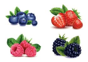 Natural Berries Realistic Set vector