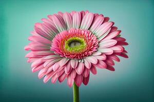 Pink Gerbera Flower on Pastel Background - photo