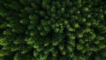 Haut vers le bas vue de grand pin des arbres sur le pistes de le montagnes. vol plus de le mystique paysage video