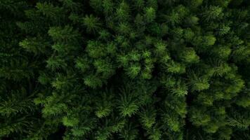 superiore giù Visualizza di alto pino alberi su il versante di il montagne. volo al di sopra di il mistico paesaggio video