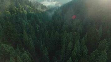 Top down view of tall pine trees on the slopes of the mountains. Flight over the mystical landscape video