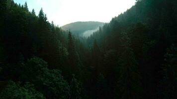 Top down view of tall pine trees on the slopes of the mountains. Flight over the mystical landscape video