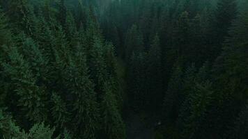 superiore giù Visualizza di alto pino alberi su il versante di il montagne. volo al di sopra di il mistico paesaggio video