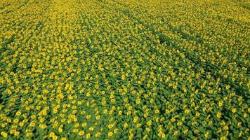 Aerial view of sunflower field. Fast flight over the sunflower field. Agriculture. Filmed on FPV drone video