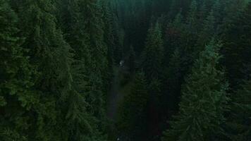 superiore giù Visualizza di alto pino alberi su il versante di il montagne. volo al di sopra di il mistico paesaggio video