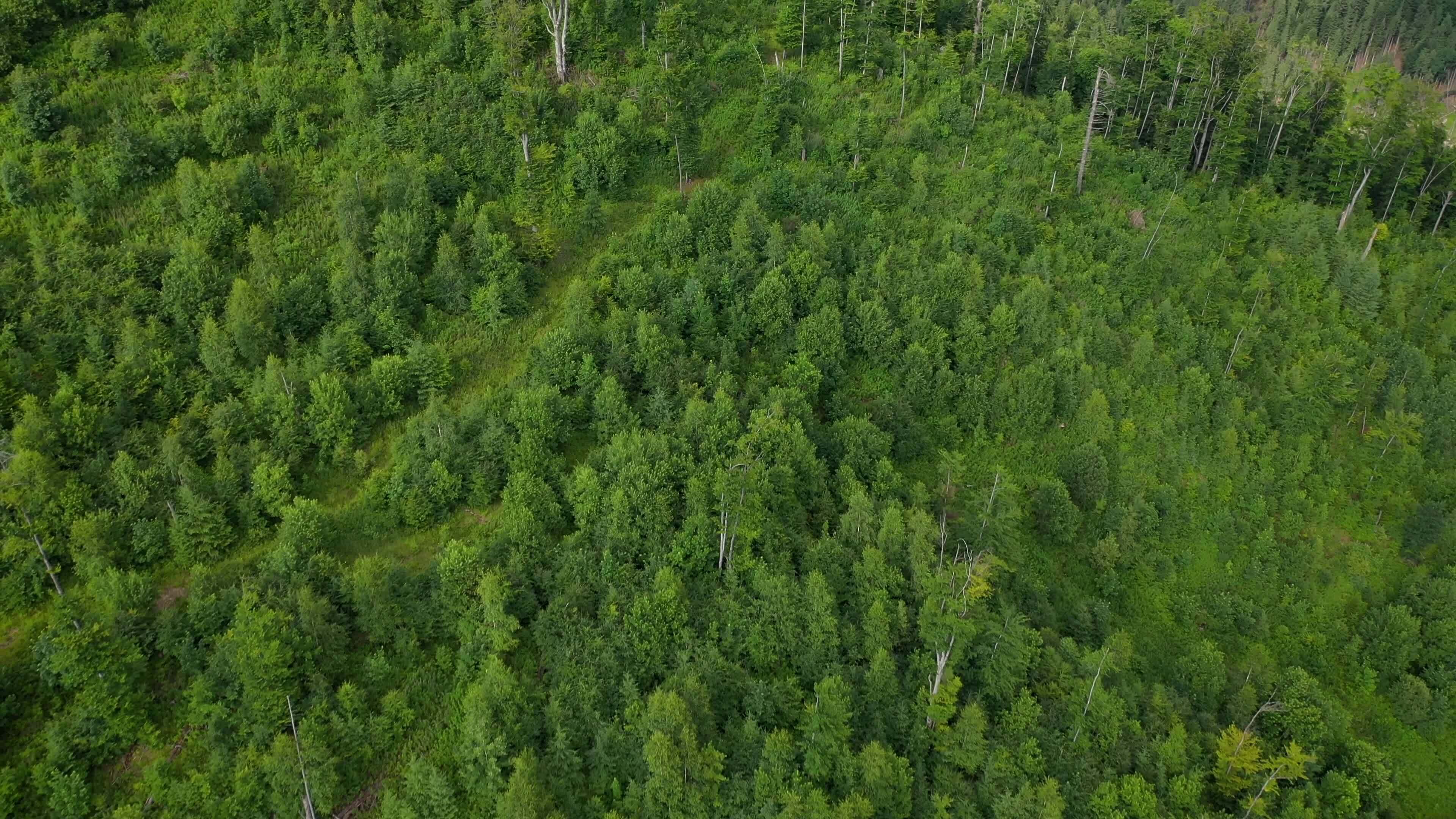 Coniferous Forest Secrets: Unveiling The Abiotic Powerhouse - llvzg6n