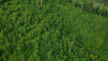 aereo Visualizza di montagne coperto con conifero foresta video