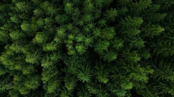 superiore giù Visualizza di alto pino alberi su il versante di il montagne. volo al di sopra di il mistico paesaggio video