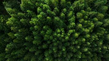 Top down view of tall pine trees on the slopes of the mountains. Flight over the mystical landscape video