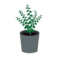 Vector graphic illustration of a green indoor plant in a gray pot on a white background.