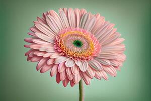 Soft Pink Gerbera Daisy on Pastel Background - photo