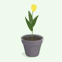 Tulip in a pot on green backround. vector