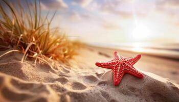 Starfish on the Sandy Shore - Beachside Beauty - photo