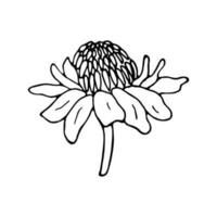 Single hand-drawn ginger flower in doodle style, isolated vector illustration on a white background. Element for pattern, logo, template, banner, posters, invitation, and greeting card design.