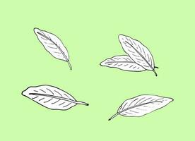 Ginger leaf set in hand-drawn sketch style, vector illustration isolated on a light background.