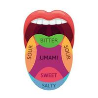 Human tongue taste zones. Sweet, bitter and salty tastes receptors. Tasting areas, umami and sour diagram cartoon vector illustration