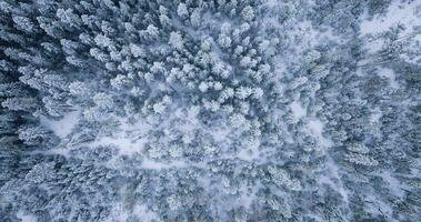 Haut vers le bas vue de une fabuleux hiver paysage avec des arbres dans glacial journée. Pologne video