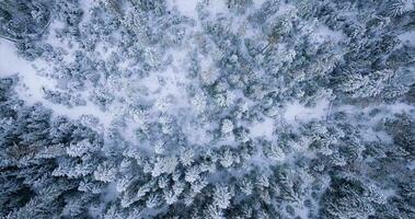 Top down view of a fabulous winter landscape with trees in frosty day. Poland video