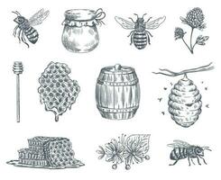 Bee engraving. Honey bees, beekeeping farm and honeyed honeycomb vintage hand drawn vector illustration set