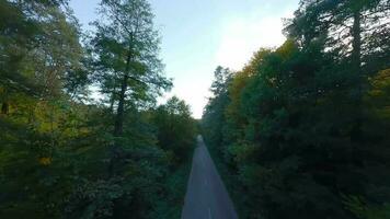 aéreo ver de el otoño bosque cerca el la carretera a lo largo cuales el carros son conduciendo. suave vuelo cerca a ramas con amarillo follaje a puesta de sol video