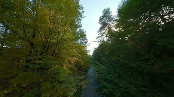 Aerial view of the autumn forest near the road along which the cars are driving. Smooth flight close to branches with yellow foliage at sunset video