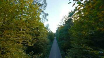 aéreo ver de el otoño bosque cerca el la carretera a lo largo cuales el carros son conduciendo. suave vuelo cerca a ramas con amarillo follaje a puesta de sol video