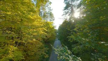 aereo Visualizza di il autunno foresta vicino il strada lungo quale il macchine siamo guida. liscio volo vicino per rami con giallo fogliame a tramonto video