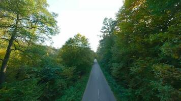 aéreo ver de el otoño bosque cerca el la carretera a lo largo cuales el carros son conduciendo. suave vuelo cerca a ramas con amarillo follaje a puesta de sol video