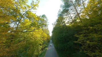 antenne visie van de herfst Woud in de buurt de weg langs welke de auto's zijn het rijden. glad vlucht dichtbij naar takken met geel gebladerte Bij zonsondergang video