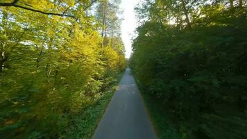 aéreo Visão do a outono floresta perto a estrada ao longo que a carros estão dirigindo. suave voar fechar para galhos com amarelo folhagem às pôr do sol video