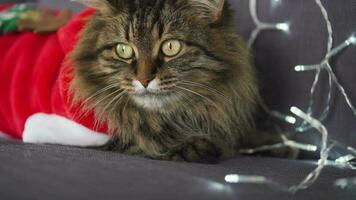 Close-up portrait of a tabby fluffy cat dressed as Santa Claus lies on a background of Christmas garland. Christmas symbol video