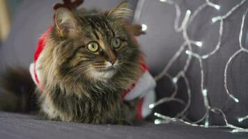 Close-up portrait of a tabby fluffy cat dressed as Santa Claus lies on a background of Christmas garland. Christmas symbol video