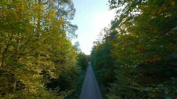 Antenne Aussicht von das Herbst Wald in der Nähe von das Straße entlang welche das Autos sind Fahren. glatt Flug schließen zu Geäst mit Gelb Laub beim Sonnenuntergang video