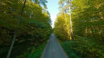 aéreo Visão do a outono floresta perto a estrada ao longo que a carros estão dirigindo. suave voar fechar para galhos com amarelo folhagem às pôr do sol video