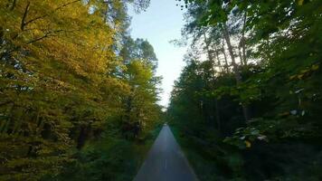 Aerial view of the autumn forest near the road along which the cars are driving. Smooth flight close to branches with yellow foliage at sunset video