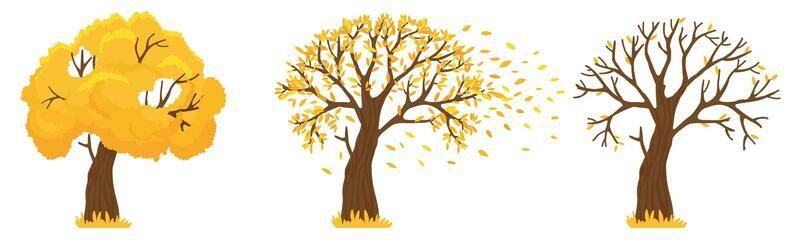 Autumn tree. Yellow leaves fall, trees with fallen leaves and orange leafs fly vector illustration