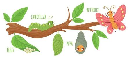 Cartoon butterfly life cycle. Caterpillar transformation, butterflies eggs, caterpillars and pupa. Insects growing vector illustration. Insect development stages. Cute wildlife on tree branch