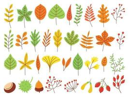 Colorful autumn leaves. Autumnal yellow leaf, forest nature orange leafage and september red leaves flat vector set