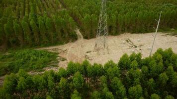 antenn se av hög Spänning pyloner och kraft rader mellan eukalyptus plantager. topp se av eukalyptus skog i thailand. naturlig landskap bakgrund. video