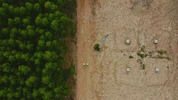 Aerial view of high voltage pylons and power lines between eucalyptus plantations. Top view of eucalyptus forest in Thailand. Natural landscape background. video