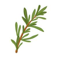 Rosemary. A green sprig of rosemary. Medicinal plant. Fragrant plant for seasoning. Vector illustration isolated on a white background