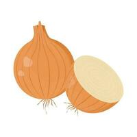 Yellow onions isolated on white background. Whole root onion and half. Allium cepa, bulb or common onion icon. Vector vegetables illustration in flat style.