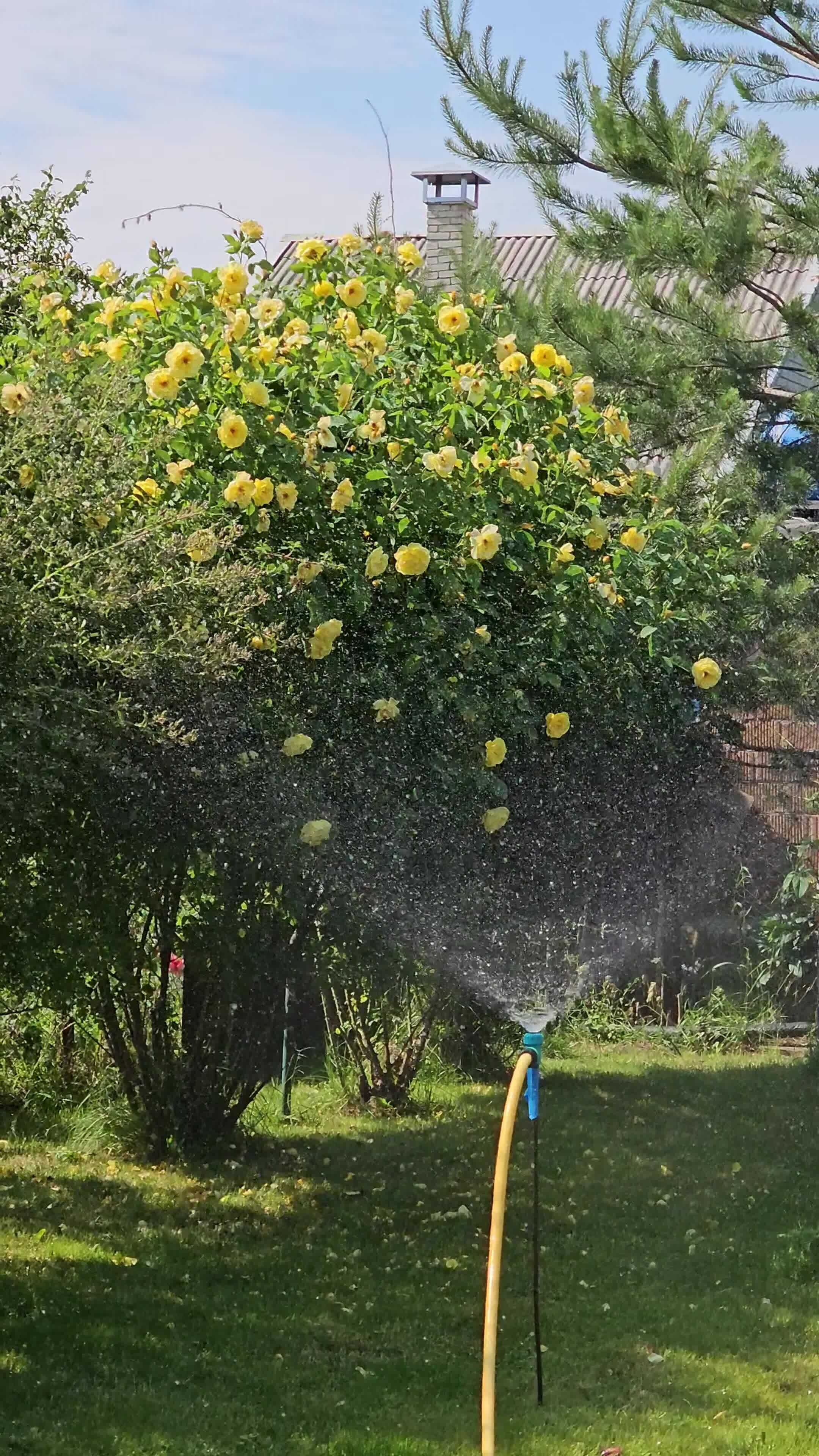 Automatic watering of a personal plot. Watering grass, flowers and