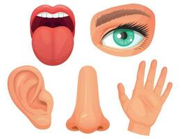 Cartoon sensory organs. Senses organs, eyes vision, nose smell, tongue taste buds, skin touch and hearing ears vector illustration set